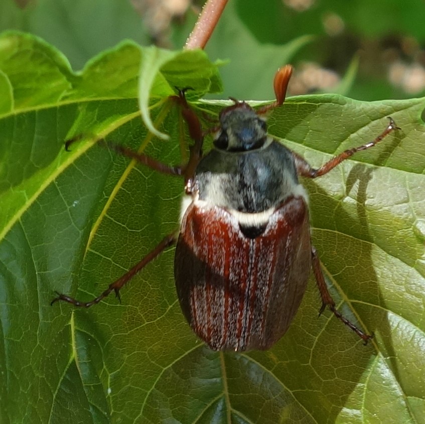 Käfer das Monats: Der Maikäfer | NaturFreunde Bayern